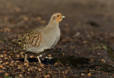 BUITEN BEELD Foto: 23795