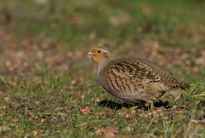 BUITEN BEELD Foto: 23796