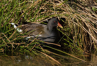 BUITEN BEELD Foto: 23802