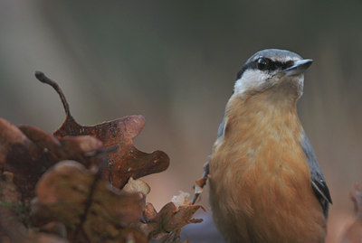 BUITEN BEELD Foto: 23818