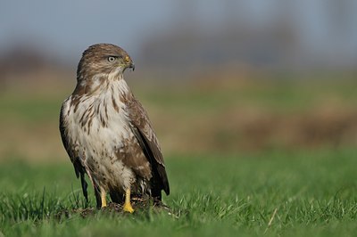 BUITEN BEELD Foto: 23822