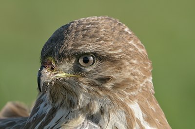 BUITEN BEELD Foto: 23824
