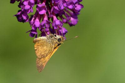 BUITEN BEELD Foto: 23839