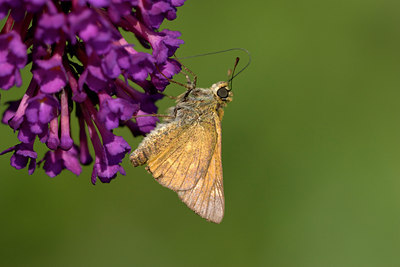 BUITEN BEELD Foto: 23840