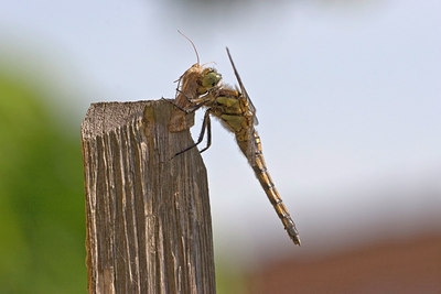 BUITEN BEELD Foto: 23841