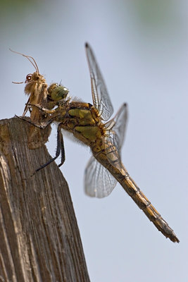 BUITEN BEELD Foto: 23844
