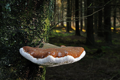 BUITEN BEELD Foto: 23852