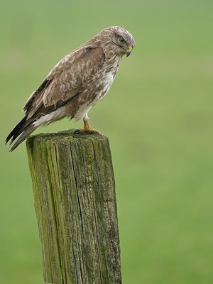 BUITEN BEELD Foto: 23967