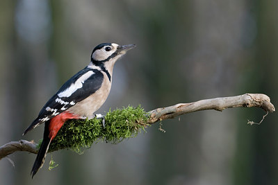 BUITEN BEELD Foto: 23973