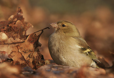 BUITEN BEELD Foto: 23982