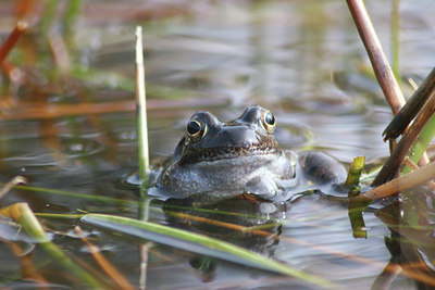 BUITEN BEELD Foto: 23994