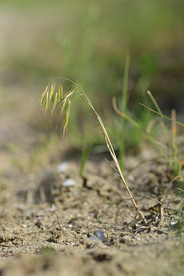 BUITEN BEELD Foto: 239004