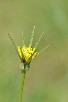 BUITEN BEELD Foto: 239009