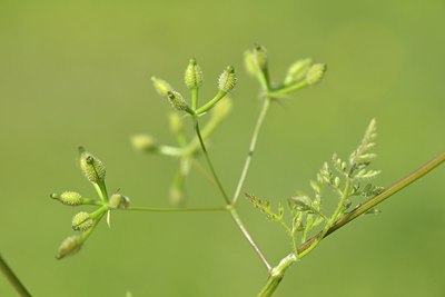 BUITEN BEELD Foto: 239028