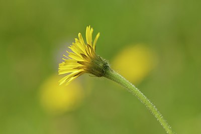 BUITEN BEELD Foto: 239041