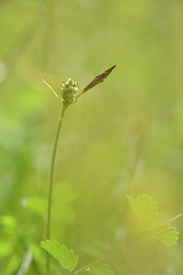 BUITEN BEELD Foto: 239043