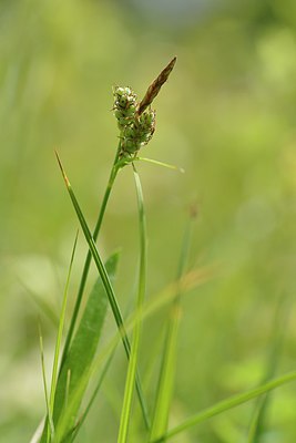 BUITEN BEELD Foto: 239047