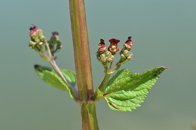 BUITEN BEELD Foto: 239063