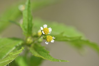 BUITEN BEELD Foto: 239072