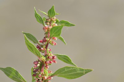 BUITEN BEELD Foto: 239076