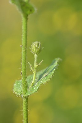 BUITEN BEELD Foto: 239083