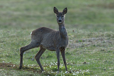 BUITEN BEELD Foto: 239093