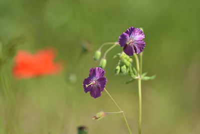 BUITEN BEELD Foto: 239099