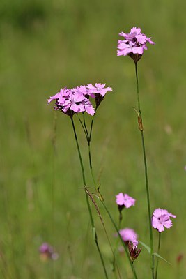 BUITEN BEELD Foto: 239100
