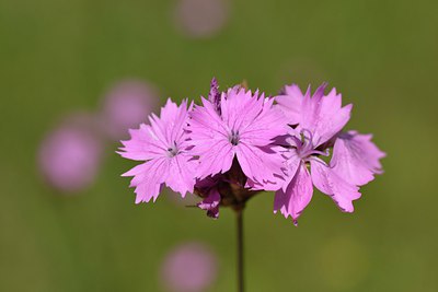 BUITEN BEELD Foto: 239101