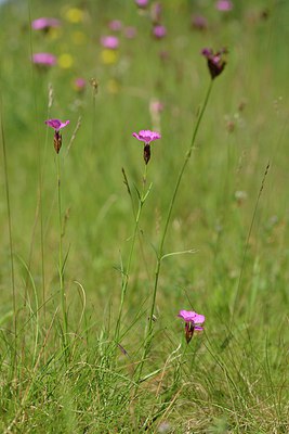 BUITEN BEELD Foto: 239106