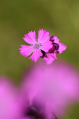 BUITEN BEELD Foto: 239110