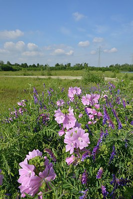 BUITEN BEELD Foto: 239172