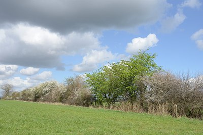 BUITEN BEELD Foto: 239187