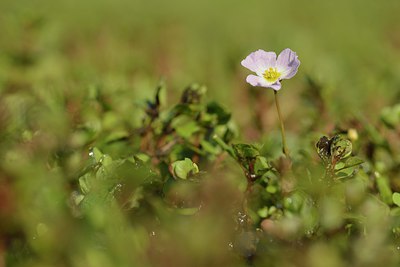 BUITEN BEELD Foto: 239285