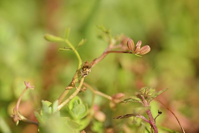 BUITEN BEELD Foto: 239306