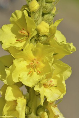 BUITEN BEELD Foto: 239326