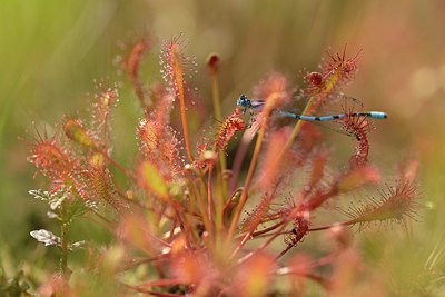 BUITEN BEELD Foto: 239331