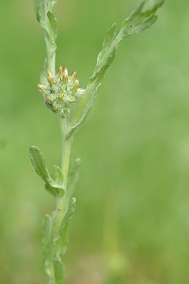 BUITEN BEELD Foto: 239365