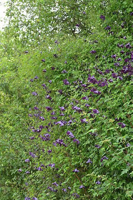 BUITEN BEELD Foto: 239376