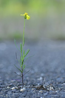 BUITEN BEELD Foto: 239409