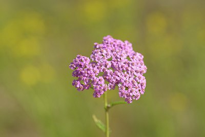 BUITEN BEELD Foto: 239421