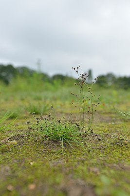 BUITEN BEELD Foto: 239426