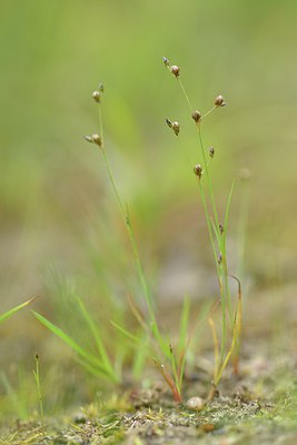 BUITEN BEELD Foto: 239431