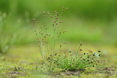 BUITEN BEELD Foto: 239451