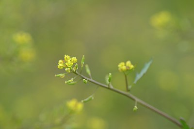 BUITEN BEELD Foto: 239456