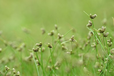 BUITEN BEELD Foto: 239460