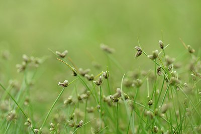 BUITEN BEELD Foto: 239461