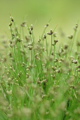 BUITEN BEELD Foto: 239465