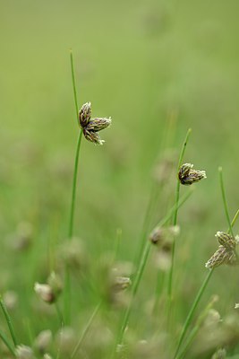 BUITEN BEELD Foto: 239466