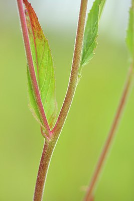 BUITEN BEELD Foto: 239471